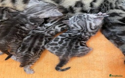 Bengal cats for sale: Stunning Pure Bengals family ❤️ TICA - Image 5