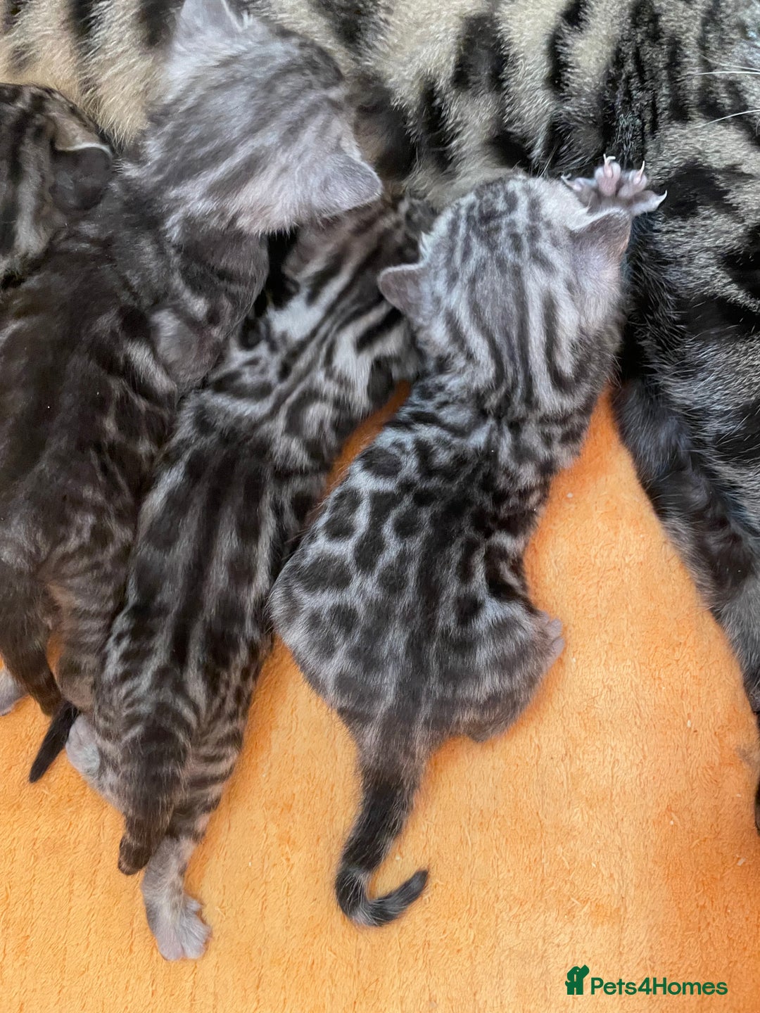 Bengal cats for sale: Stunning Pure Bengals family ❤️ TICA - Image 5