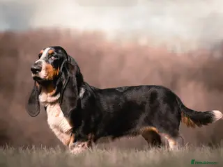 Basset Hound dogs Gorgeous Basset Hound for sale - Advert 6