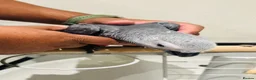 Parrots birds for sale: Hand Reared African Grey 4 months with cage - Advert 2