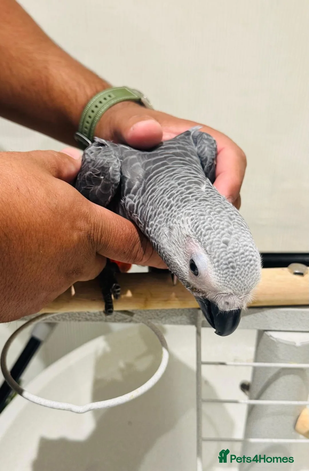 Parrots birds for sale: Hand Reared African Grey 4 months with cage - Advert 2
