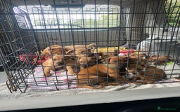 Patterjack dogs for sale: Patterjack puppies - Image 1