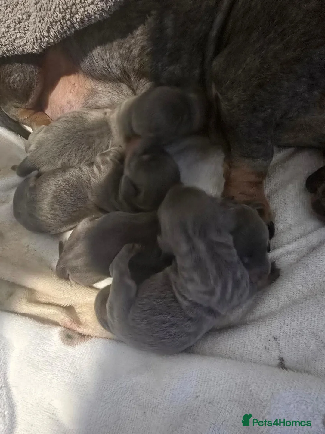 Miniature Dachshund dogs for sale: Miniature Dachshund in Penrith - Advert 5