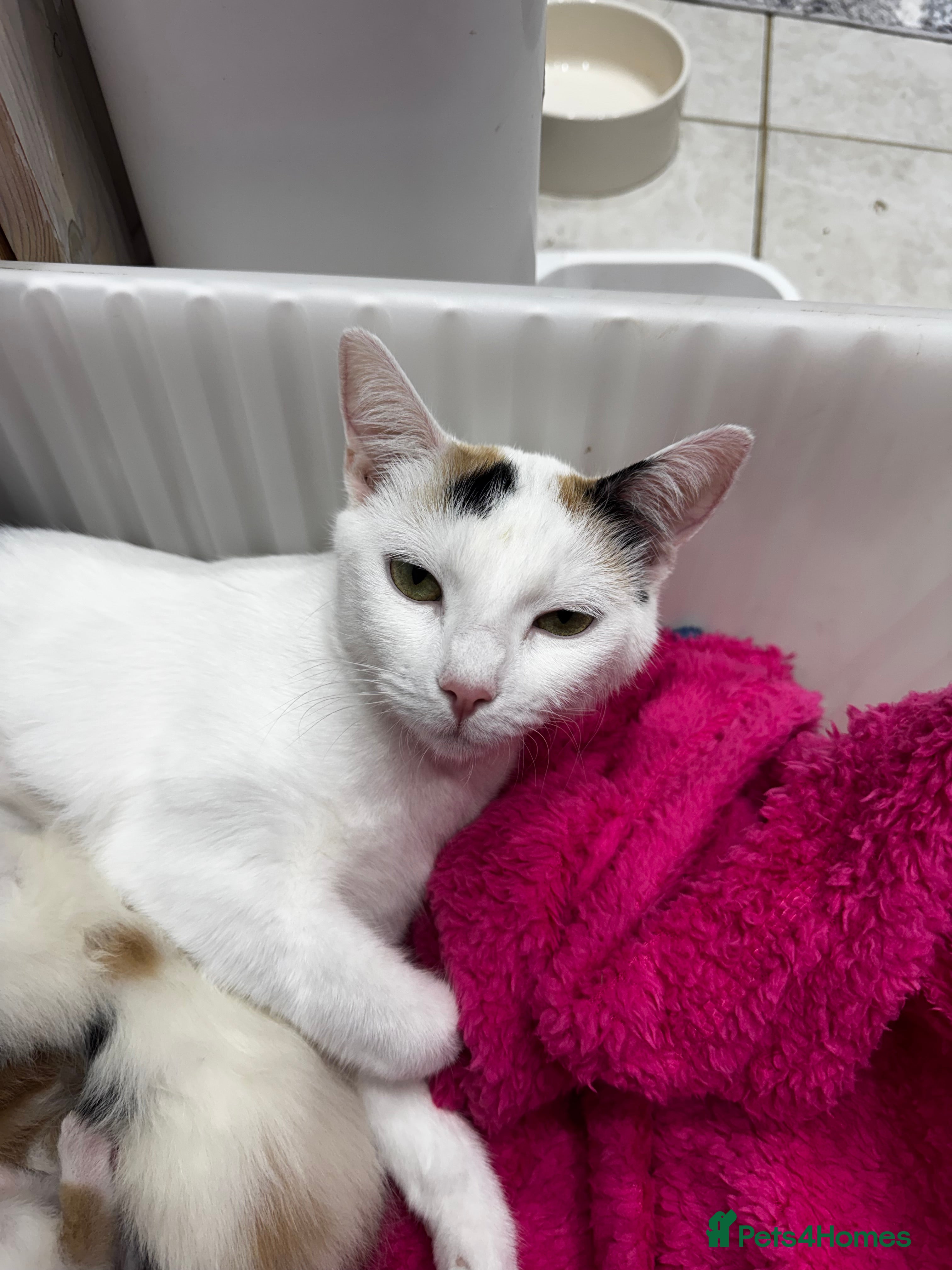 Mixed Breed cats 4 kittens - Advert 1