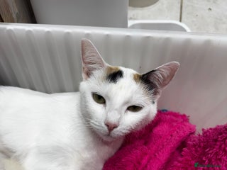 Mixed Breed cats 4 kittens - Advert 5