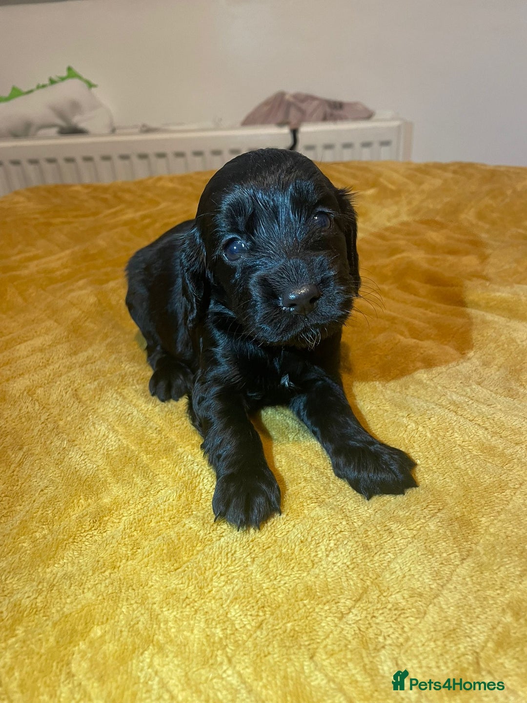 Cocker Spaniel dogs for sale: Beautiful litter  - Image 10