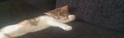 Mixed Breed cats for sale: 3 BEAUTIFUL KITTENS 😸 LOOKING FOR FOREVER HOME   - Advert 11