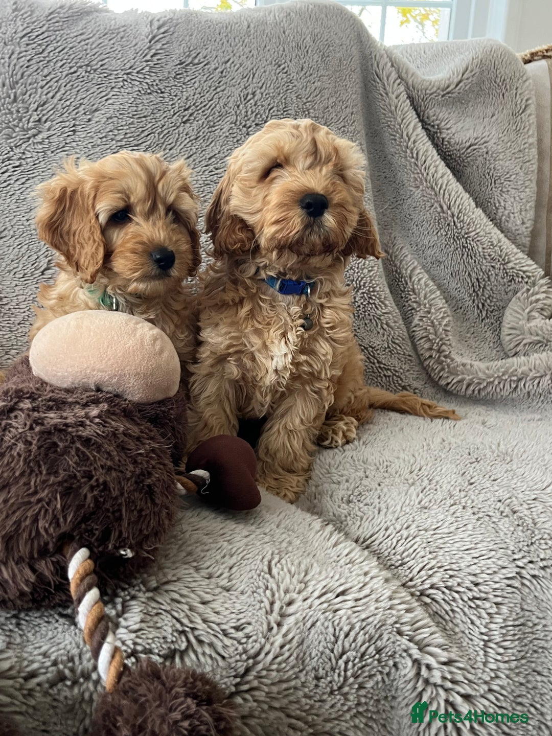 Cockapoo dogs for sale: Cockerpoo puppies - Image 7