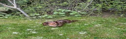 Miniature Dachshund dogs for sale: Beautiful dachshund looking for new home  - Advert 5