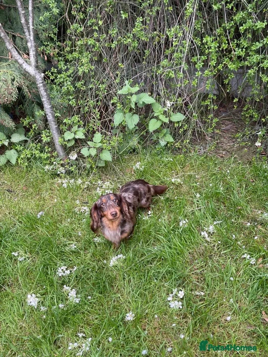 Miniature Dachshund dogs for sale: Beautiful dachshund looking for new home  - Advert 5