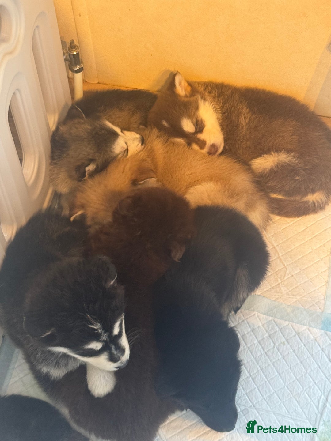 Mixed Breed dogs for sale: Alaskan malamute x German shepherd puppies  - Advert 10