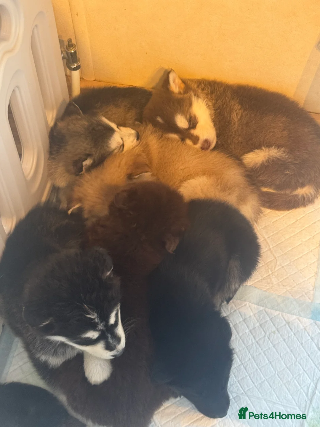 Mixed Breed dogs for sale: German shepherd x malamute puppies  - Advert 13