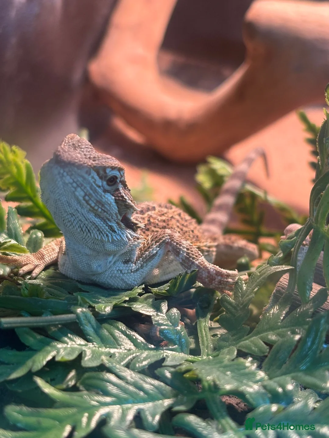 Bearded Dragon reptiles for sale: Bearded Dragon  - Advert 3