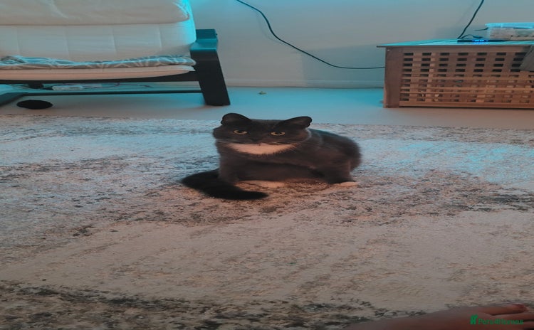 Chartreux cats Beautiful grey needs a quiet home - Advert 1