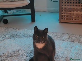 Chartreux cats for sale: Beautiful grey needs a quiet home - Advert 1