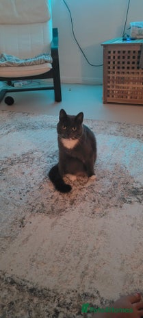 Chartreux cats Beautiful grey needs a quiet home - Advert 1