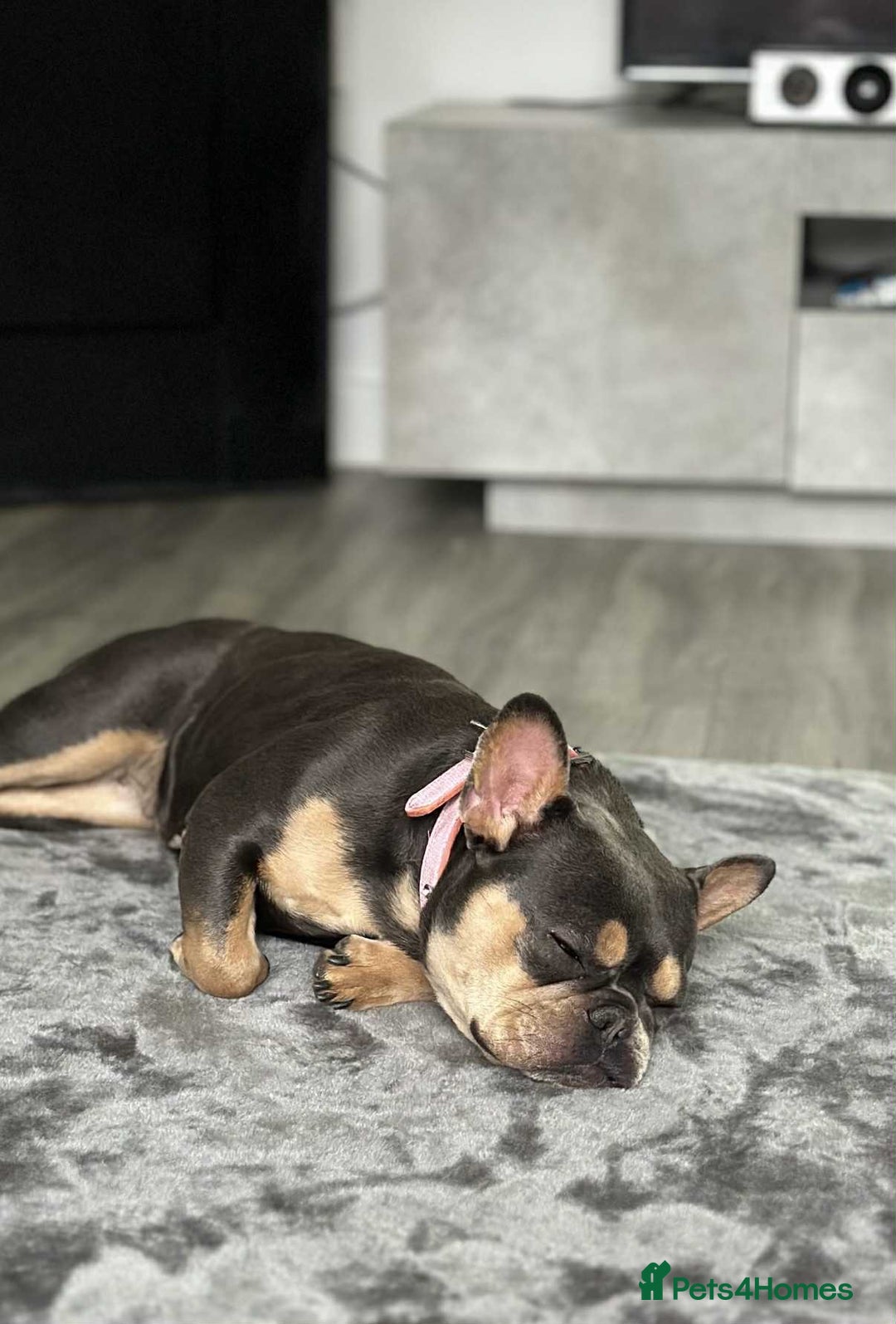 French Bulldog dogs for sale: Female French bulldog  - Advert 2