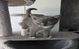 Mixed Breed cats for sale: 2 British Shorthair cross Ragdoll Boys Available  - Image 19