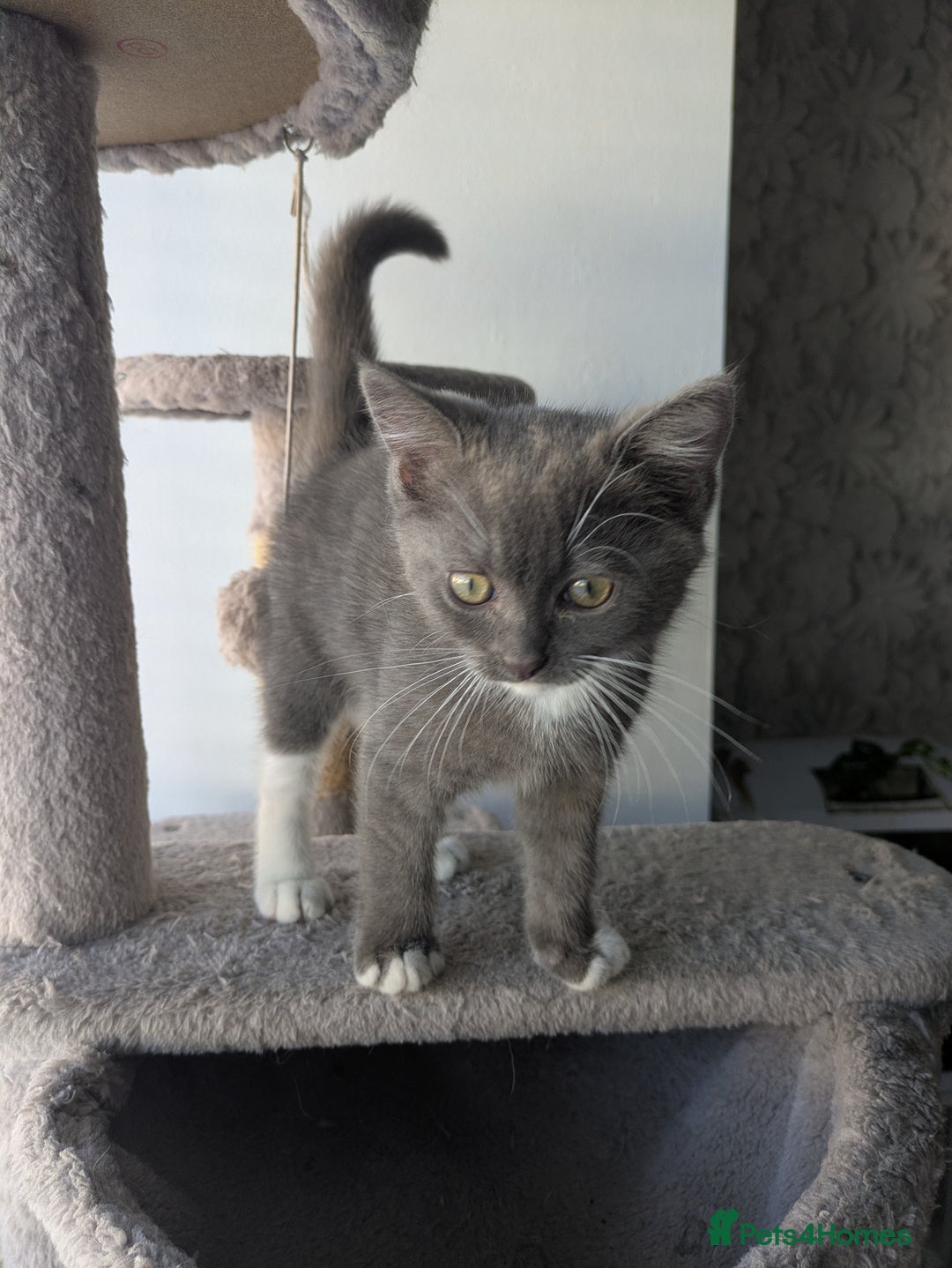 Mixed Breed cats for sale: 2 British Shorthair cross Ragdoll Boys Available  - Image 19