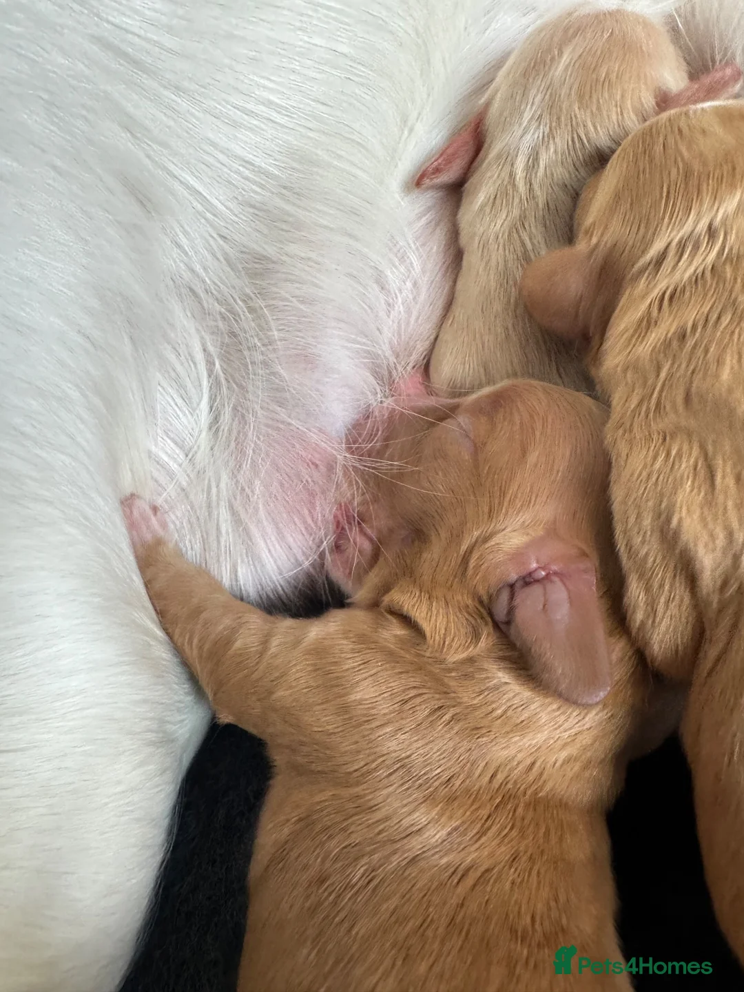 Cocker Spaniel dogs for sale: KC Working Cocker Pups - Advert 11