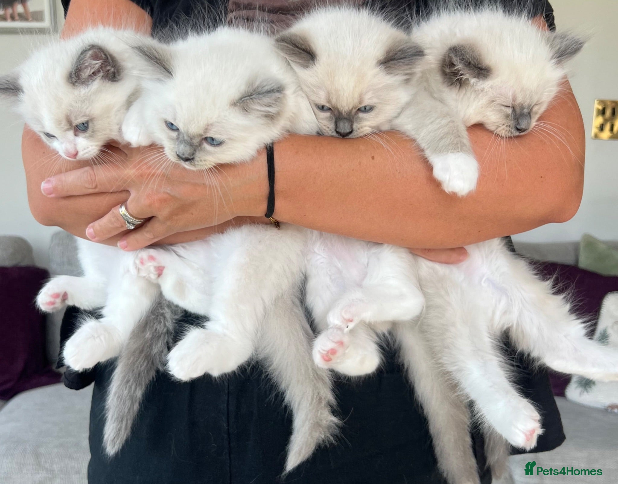 Ragdoll cats Beautiful GCCF Lilac/Blue Mitted kittens 🥇🐾 - Advert 1