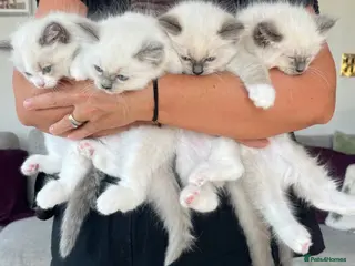 Ragdoll cats Beautiful GCCF Lilac/Blue Mitted kittens 🥇🐾 - Advert 5
