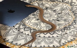 Snake reptiles for sale: Purple Stripe Superconda Western Hognose Snake - Image 8