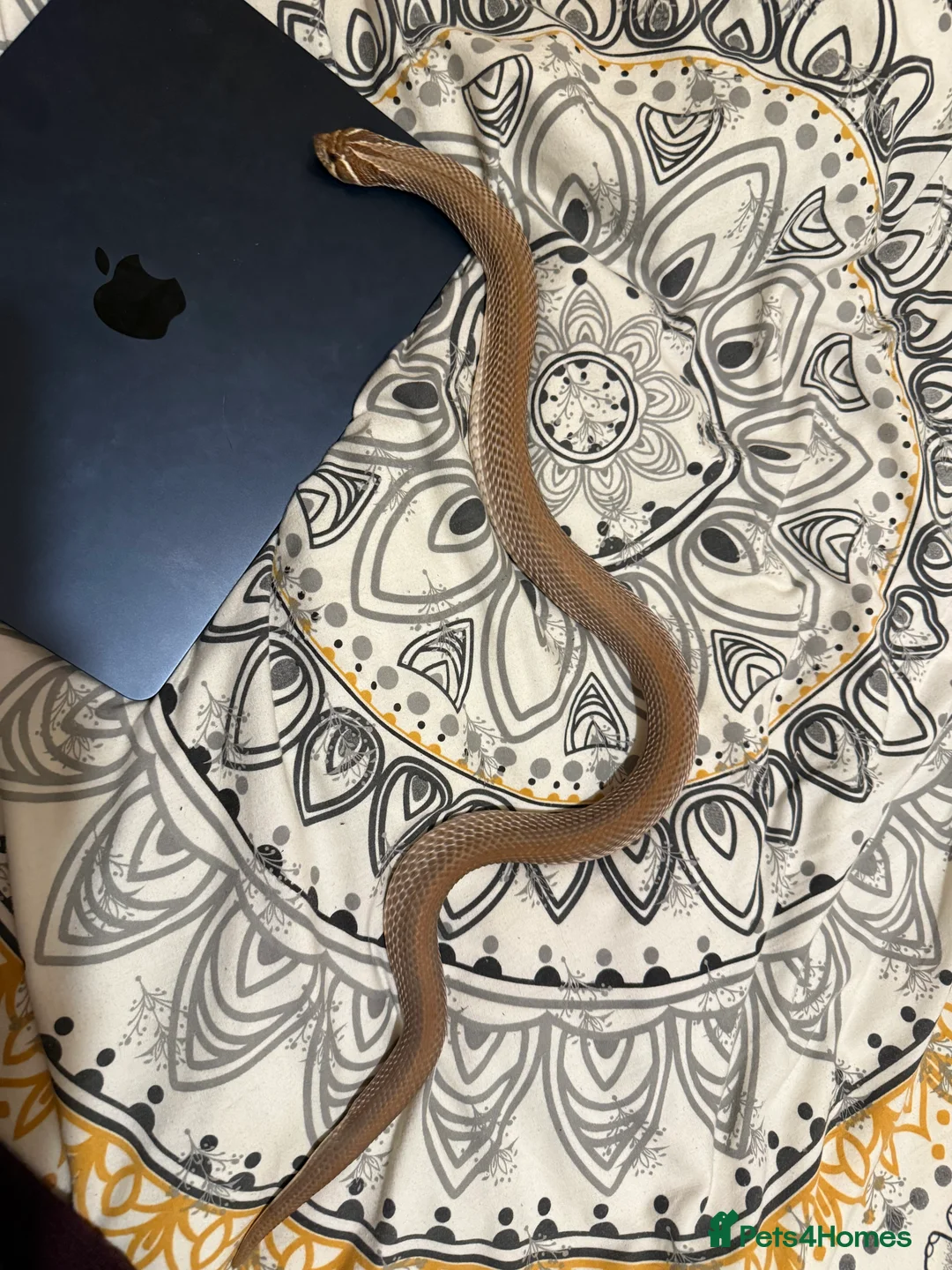 Snake reptiles for sale: Purple Stripe Superconda Western Hognose Snake - Advert 8