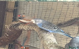 Budgerigars birds for sale: Baby budgies for sale  - Image 2