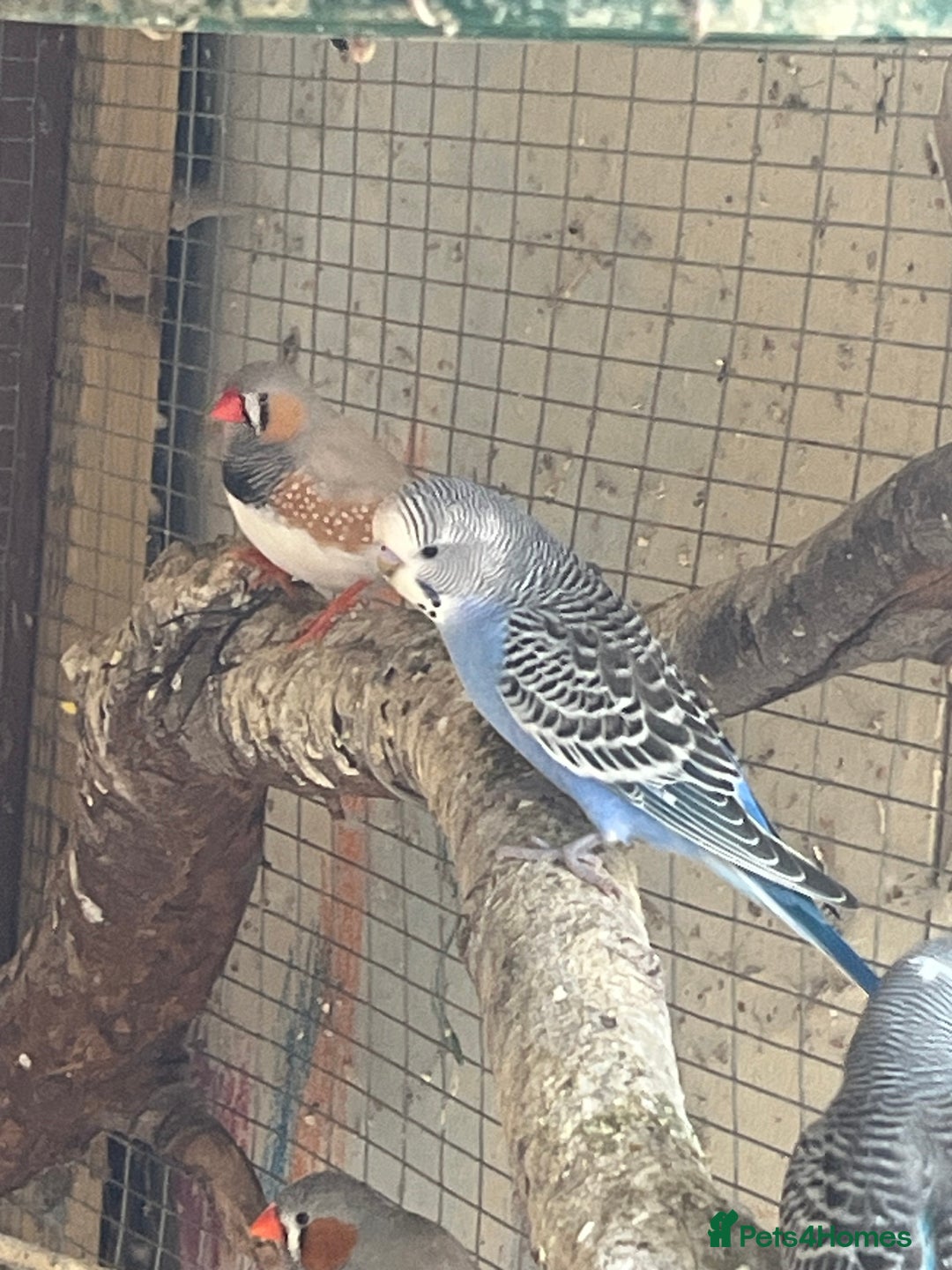 Budgerigars birds for sale: Baby budgies for sale  - Image 2