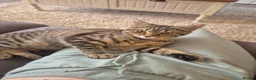 Mixed Breed cats for sale: Willow  - Advert 5