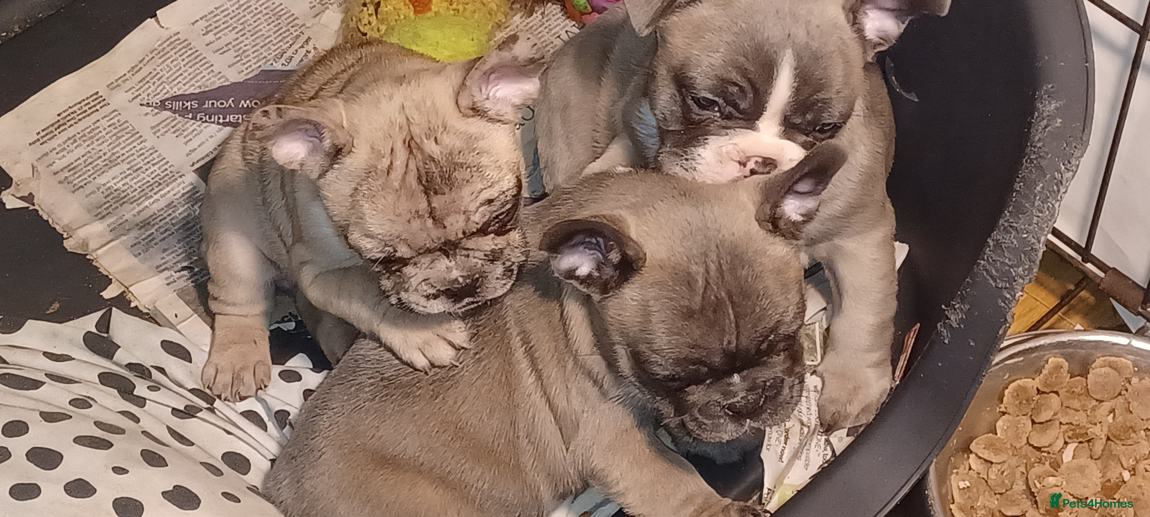 French Bulldog dogs Blue merle fawn genes - Advert 17