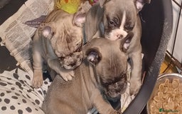 French Bulldog dogs for sale: Blue merle fawn genes - Image 1