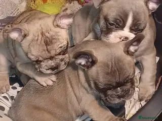 French Bulldog dogs Blue merle fawn genes - Advert 17