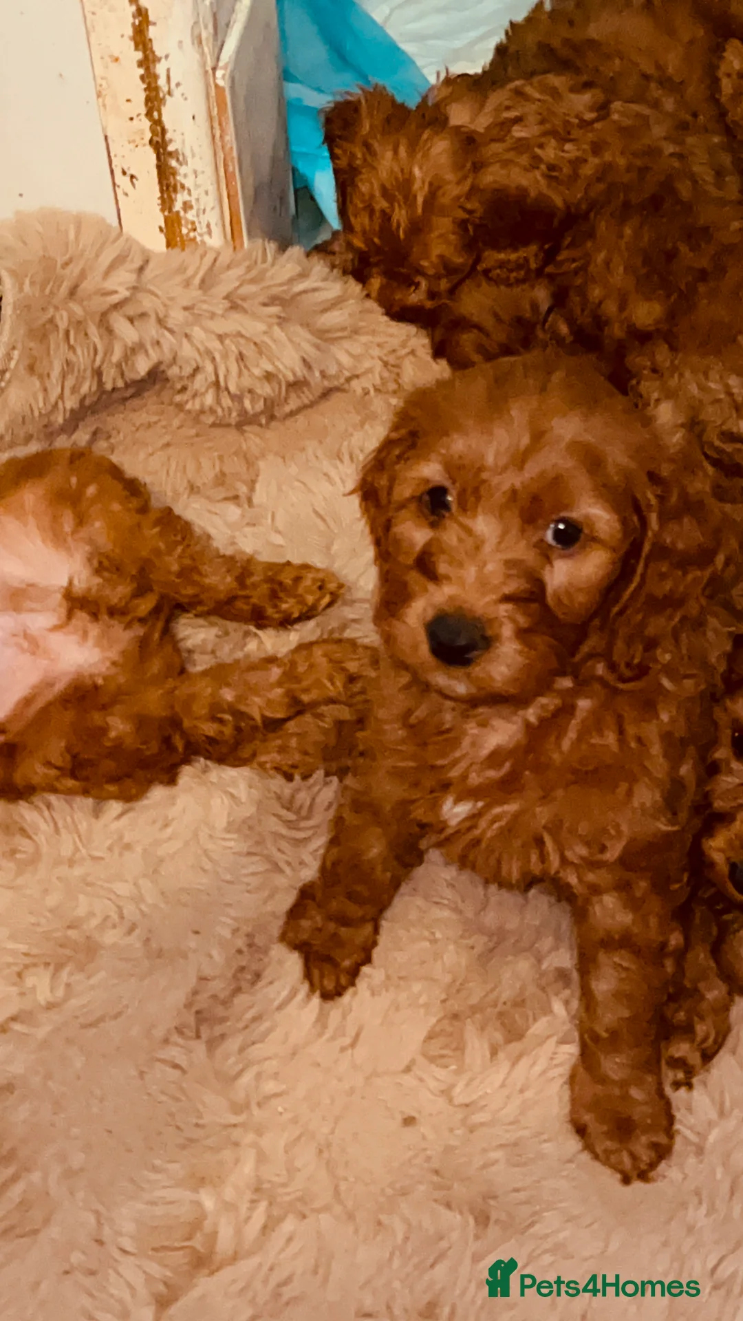 Cockapoo dogs for sale: Stunning 🐶 Cockapoo Puppies - Advert 13