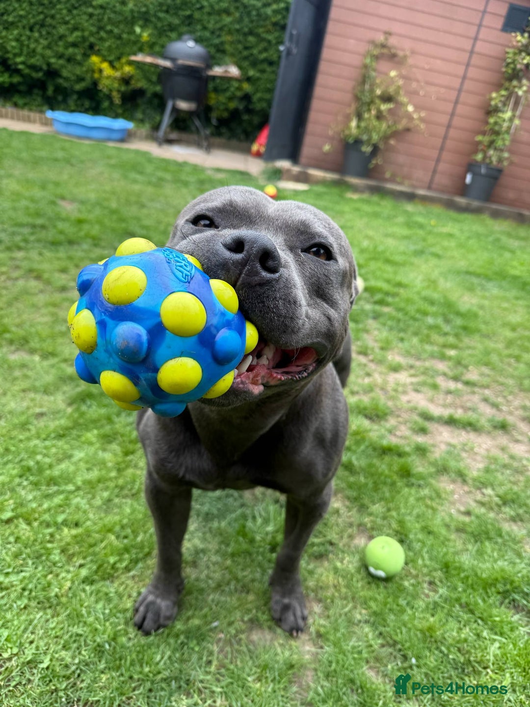 Staffordshire Bull Terrier dogs for stud: KC Registered Blue Staffy Stud Available - Image 27
