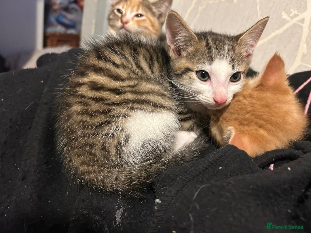 Mixed Breed cats for sale: 2 gorgeous kitten for sale  - Advert 4