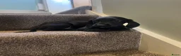 Mixed Breed dogs for sale: ESS x Bavarian puppies from working parents  - Advert 11
