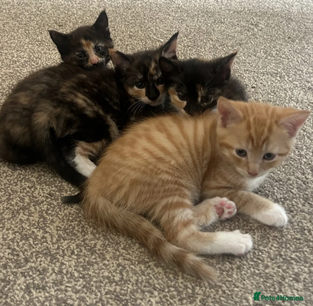 Domestic Shorthair cats for sale: Very cute and friendly litter of kittens  - Advert 2