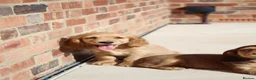 Cocker Spaniel dogs for sale: Kennel Club Registered Show Type Cocker puppies - Advert 19