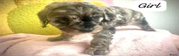 Cavapoo dogs for sale: Beautiful Cavapoo Girls Ready for Loving Homes in Manchester - Advert 3