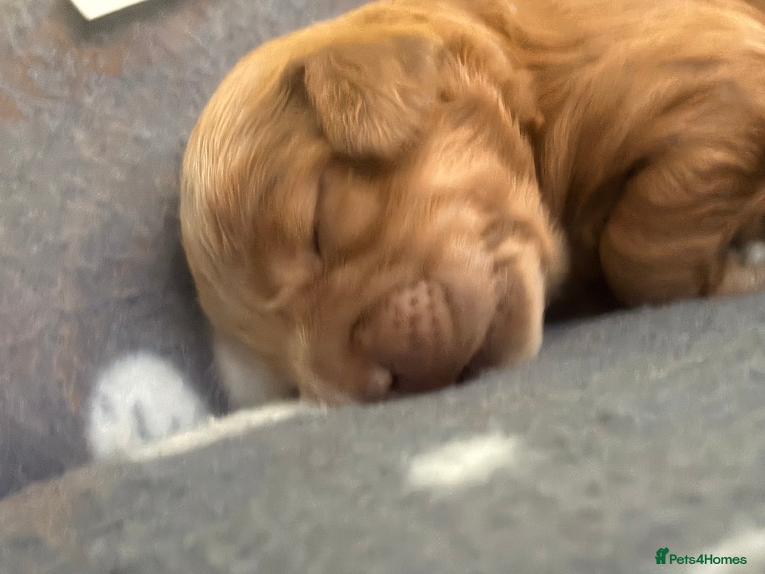 Cockapoo dogs for sale: F2 cockerpoo puppies  - Advert 21