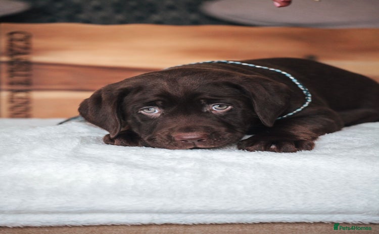 Labrador Retriever dogs - Advert 15
