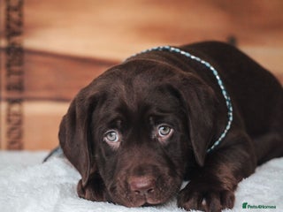 Labrador Retriever dogs - Advert 1