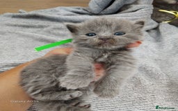 British Shorthair cats for sale: Blue British sorthair kittens available - Image 9