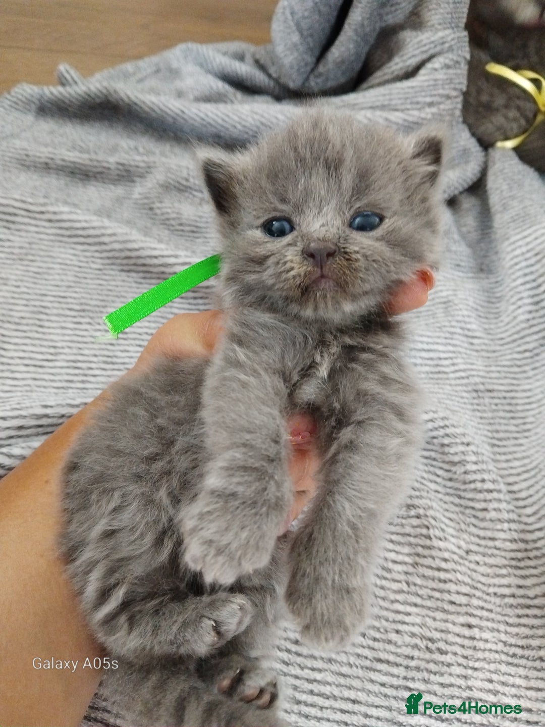 British Shorthair cats for sale: Blue British sorthair kittens available - Image 9