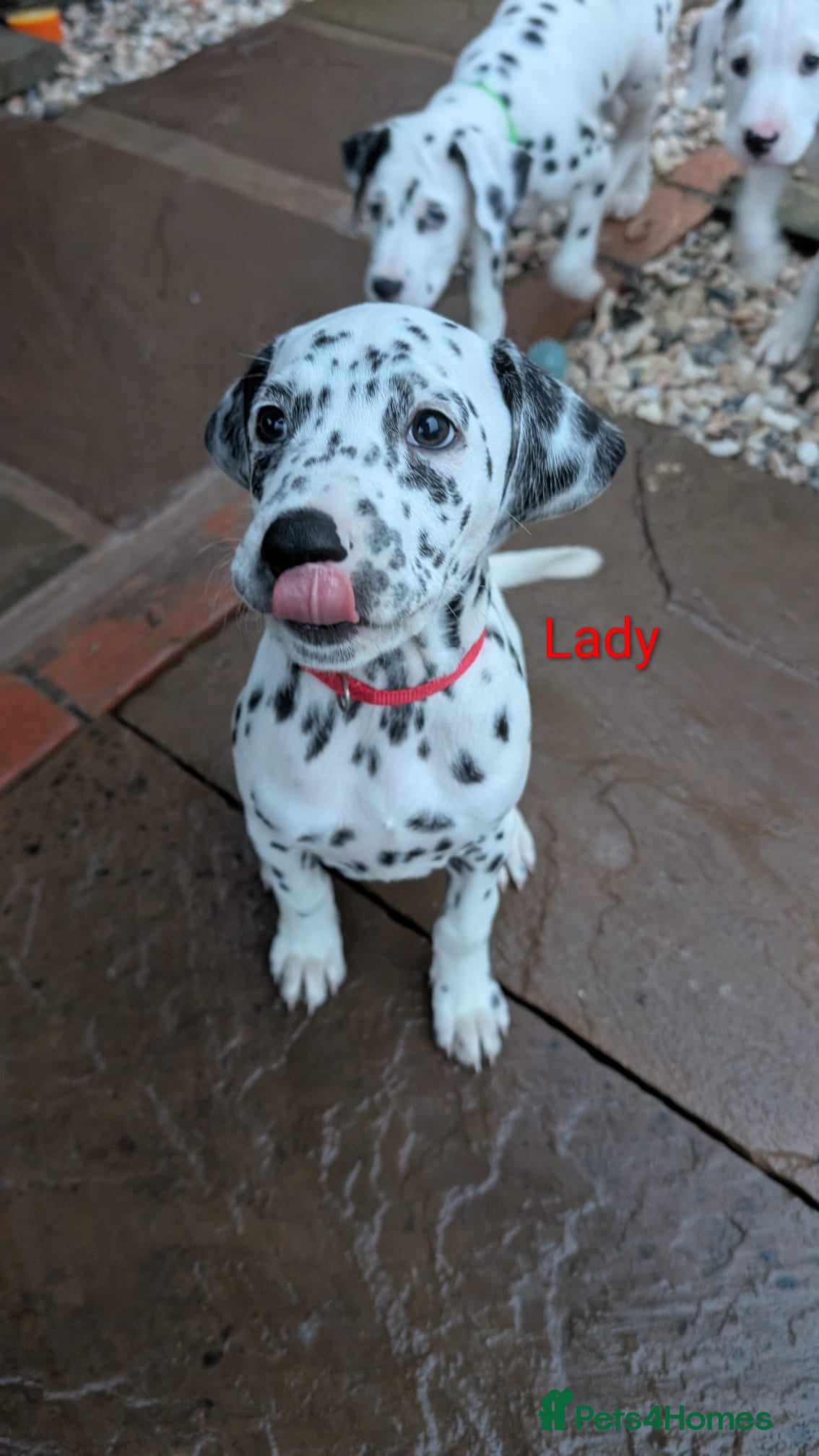 Dalmatian dogs Dalmatian puppies KC reg *1 x girl & 1 x boy left* - Advert 4