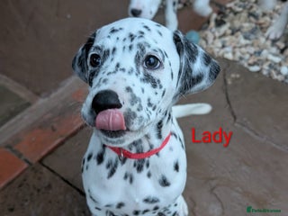 Dalmatian dogs Dalmatian puppies KC reg *1 x girl & 1 x boy left* - Advert 4