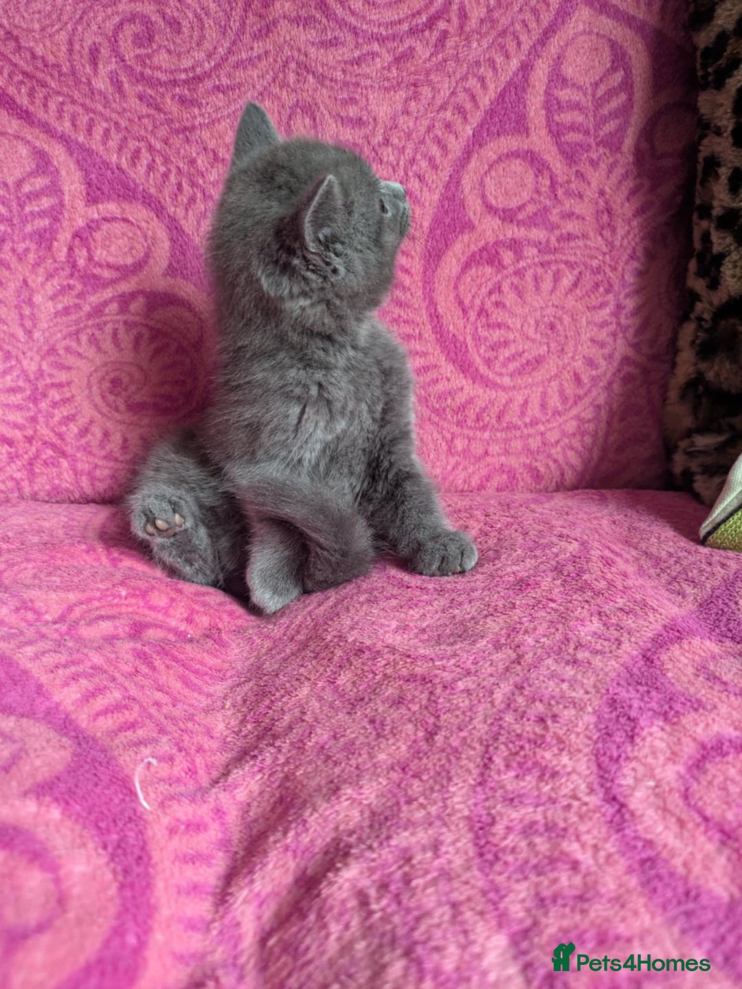 British Shorthair cats for sale: British short hair cross kittens, grey black.  - Image 5