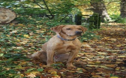 Labrador Retriever dogs for stud: 3 year old Fox Red Labrador Stud KC Registered  in Henley-on-Thames - Image 2